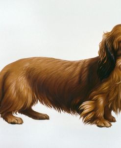 Dachsund