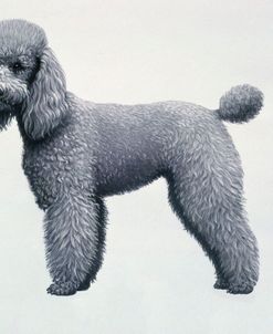 Poodle