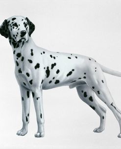 Dalmatian