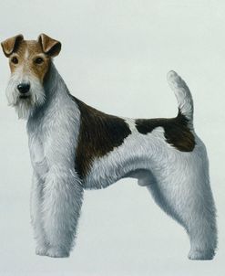 Fox Terrier