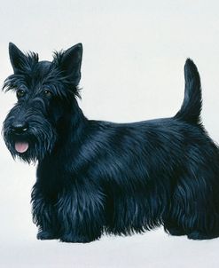 Scottish Terrier