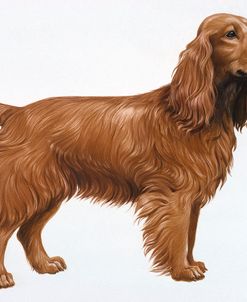 Cocker Spaniel