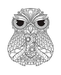 Owl 4