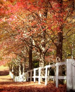 Autumn Moods