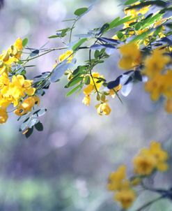 Yellow In Her Garden