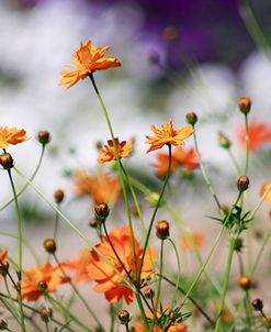 Garden Conversations