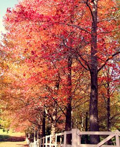 Autumn Garden