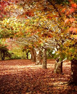 Autumn Walk