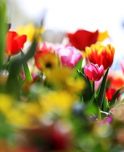 Colorful Garden