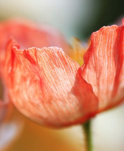 Beauty Of A Poppy Flower