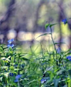 Blues In The Forest