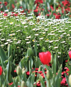 Field Of Flowers