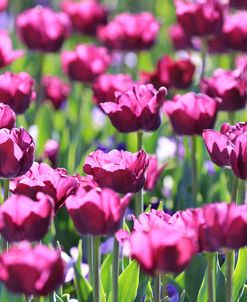 Field Of Purple Tulips