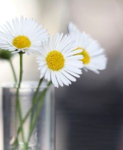 Fresh Daisies