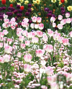 Pink Tulips