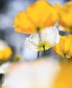 Poppy Flowers Abstract