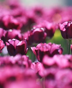 Purple Tulips