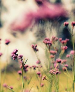 Purple In The Meadow