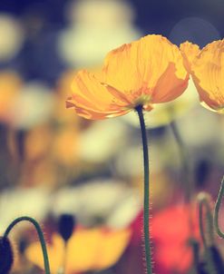 Retro Poppies