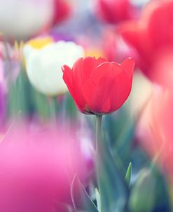 Spring Tulips 2