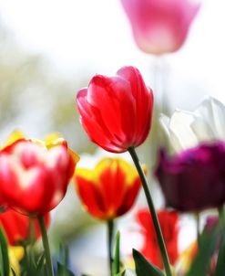 Spring Tulips (5)