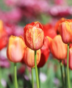 Spring Tulips (6)