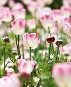 Spring Tulips