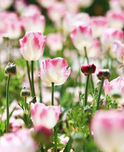 Spring Tulips