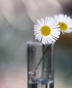 Summer Daisies