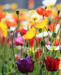 Spring Meadow