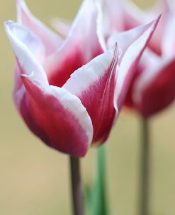 Spring Tulips (2)