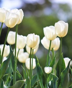 White Beauties