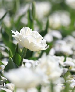 White Flower Abstraction