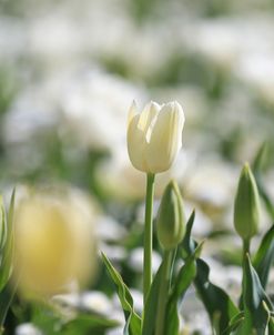 White Tulip