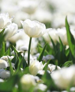 White Tulips (2)