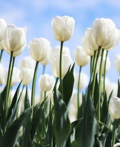 White Tulips