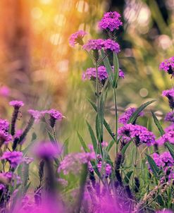 Afternoon Light