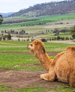 Camel And His View