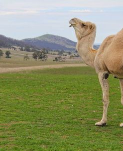 Camel In Australia