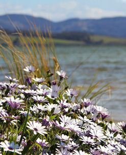 By The Lakeside