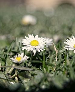 Daisies In The Sun