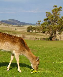 Feeding Deer