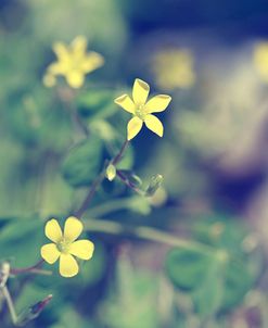 Little Yellow Flowers