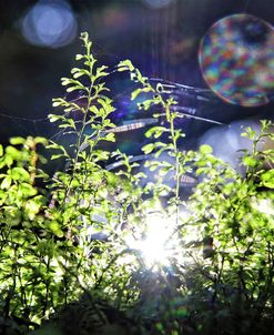 Magic In The Forest