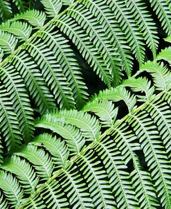 Green Fern