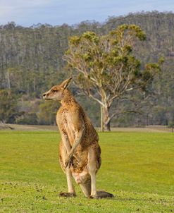 Kangaroo Look