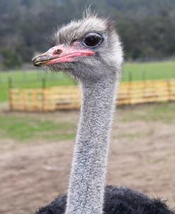 Ostrich Look