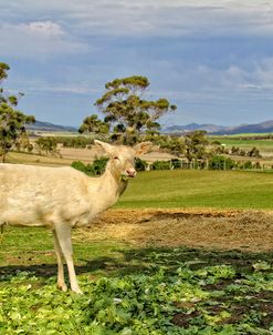 White Deer