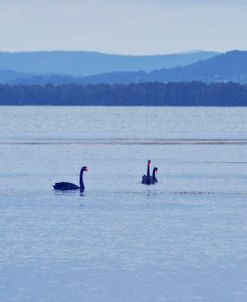 Black Swans