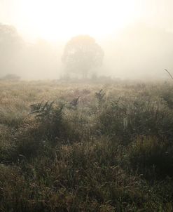 Foggy morning